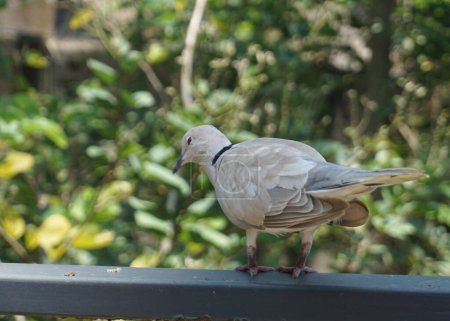 Una hermosa paloma o columbidae en un gran jardín botánico