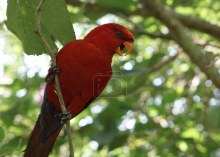 Téléchargez les photos : La Lori rouge ou Eos bornea dans un grand jardin botanique à l'intérieur du dôme de la volière, une espèce de perroquet de la famille des Psittaculidae. - en image libre de droit