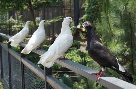 Photo for A beautiful doves or columbidae in a large botanical garden - Royalty Free Image