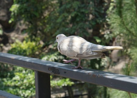 Photo for A beautiful dove or columbidae in a large botanical garden - Royalty Free Image