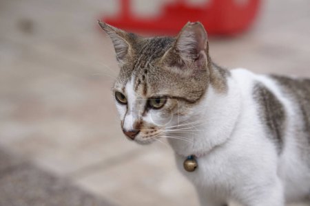 Téléchargez les photos : Vue rapprochée du chat domestique blanc et gris, animal de compagnie local indonésien avec un accent sélectif sur son visage. Vue latérale - en image libre de droit