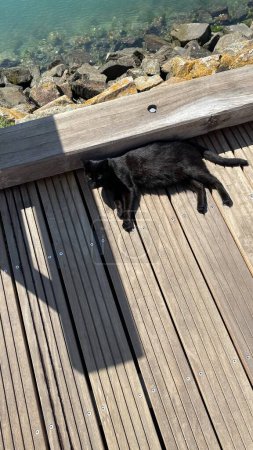Foto de Un chat qui profite du soleil au bord du port - Imagen libre de derechos