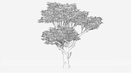 acasia tree sketch  Isolated On A White Background