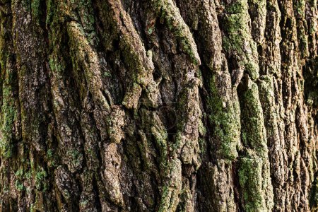 Téléchargez les photos : La belle écorce d'un vieil arbre - en image libre de droit