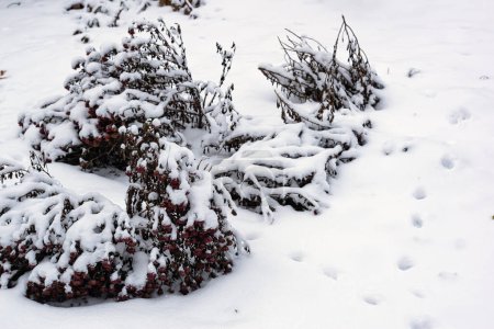 Photo for Snow-covered flowers on the estate grounds - Royalty Free Image