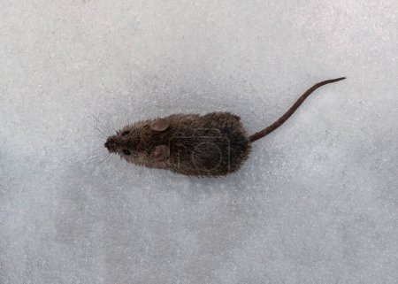 Téléchargez les photos : Souris dans la neige. Petite souris. Rongeur des champs - en image libre de droit