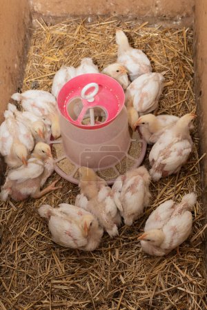 Téléchargez les photos : Poulet à griller blanc à la ferme avicole, petits poulets à griller, alimentation, élevage de volailles, viande de poulet - en image libre de droit