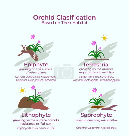 Illustration for Classification of orchid flower collection. Catteleya, Mokara, Phalaenopsis, Dendrobium and Vanda - Royalty Free Image