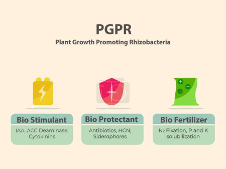 Illustration for PGPR function for soil, the role and working principle of PGPR Plant Gowth Promoting Rhizobacteria - Royalty Free Image