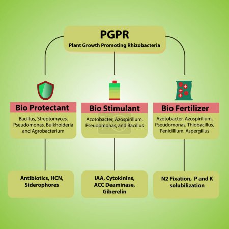 Illustration for The role and working principle of PGPR Plant Gowth Promoting Rhizobacteria - Royalty Free Image