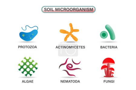 Varios microbios importantes que viven en el suelo: incluyendo algas, bacterias, hongos, nematodos, protozoos y actinomicetos