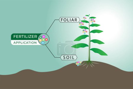 illustration of two ways to apply fertilizer, through soil and leaves