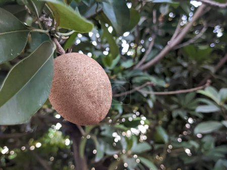 Photo for A manilkara zapota fruit. Also called as sapodilla, sapote, chicozapote, chicoo, chicle, naseberry, or nispero - Royalty Free Image