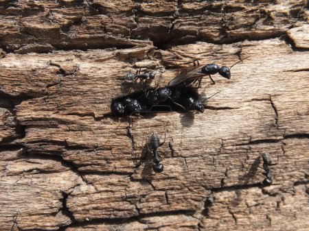 Photo for Big black ants: guards, female, worker. The old stump is the house. - Royalty Free Image