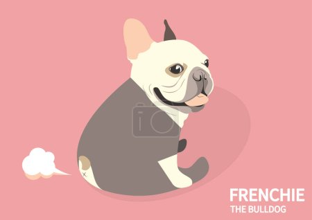 Lindo estilo francés Bulldog Yoga pedo. Lindo Frenchie está sentado en el suelo rosado, haciendo ejercicio con yoga, y luego tirándose pedos! 