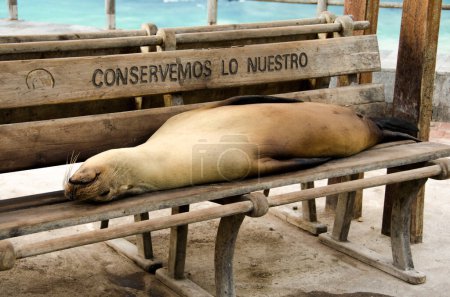 León Marino durmiendo en un banco en las islas Galápagos, Ecuador