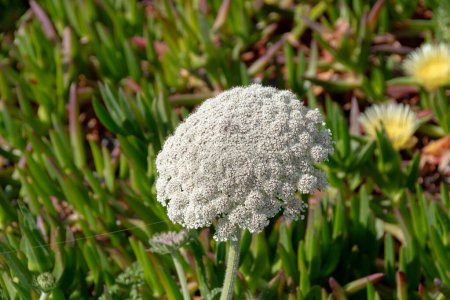flor blanca de la primavera en el algarve