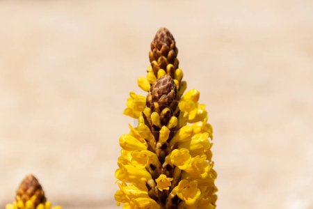 Foto de Flores amarillas sobre un fondo de arena, fondo de primavera. - Imagen libre de derechos