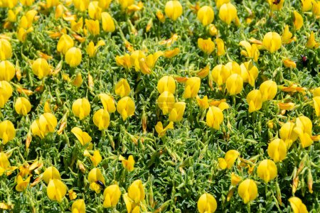 Foto de Tulipanes amarillos en el jardín - Imagen libre de derechos