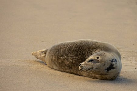 Téléchargez les photos : Le jeune phoque sur la côte de la mer du Nord, Katwijk aan Zee - en image libre de droit
