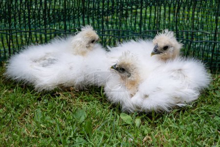Photo for Three moroseta chicks on the grass in a poultry enclosure. This strong breed is unique, known for extravagant appearance, black skin and fluffy silky plumage. It has an extremely quiet character. - Royalty Free Image