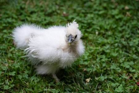 Photo for A moroseta chick on the grass. This strong breed is unique, known for extravagant appearance, black skin and fluffy silky plumage. It has an extremely quiet character. - Royalty Free Image