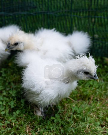 Photo for Two moroseta chicks on the grass in a poultry enclosure. This strong breed is unique, known for its extravagant appearance, black skin and fluffy silky plumage. It has an extremely quiet character. - Royalty Free Image