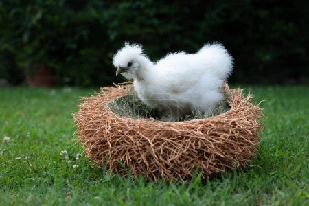 Photo for A moroseta white chick in a nest like wicker basket in a farm garden. This strong breed is unique, known for extravagant appearance, black skin and fluffy silky plumage. It has a quiet character. - Royalty Free Image