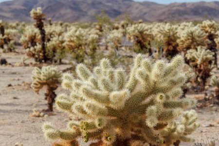 Photo for Cholla Cactus Garden in Joshua Tree National Park, California - Royalty Free Image
