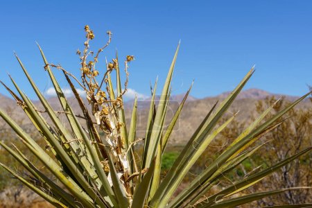 Photo for Close up wide angle shot of a Mojave Yucca plant in the Mojave Desert - Royalty Free Image