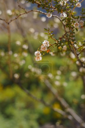 Photo for Close-up of Creosote bush seeds on a twig. Shot vertically. - Royalty Free Image