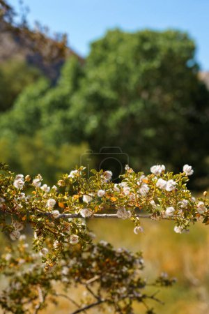Photo for Close-up of Creosote seeds on a bush branch - Royalty Free Image