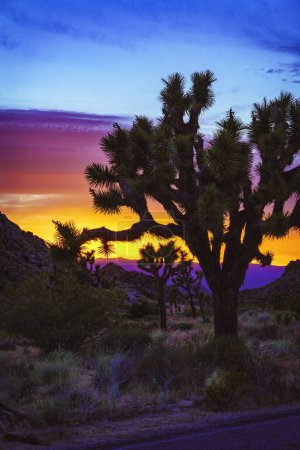 Photo for Joshua Tree silhouette with a vividly colorful sunset in the background - Royalty Free Image