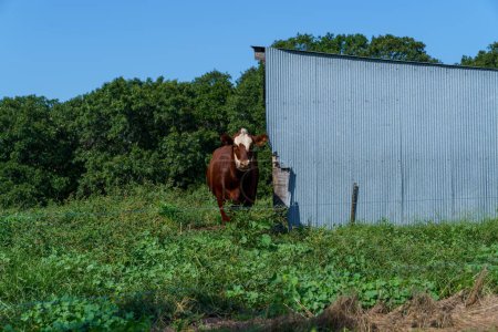 Photo for Brown cow with white spots on a green, rural Missouri farm with a metal tin shed - Royalty Free Image