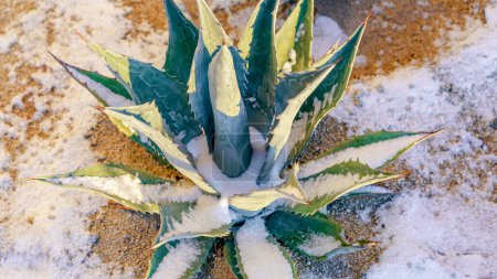 Photo for Havard century plant agave with snow in the early sunlight - Royalty Free Image