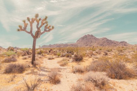 Photo for Joshua Tree Desert View Conservation Area in Landscape Format. High-Key Photography. - Royalty Free Image
