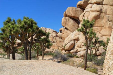 Joshua trees (Yucca brevifolia) and large boulders and rocks at Hidden Valley Nature Trail área in Joshua Tree National Park, California