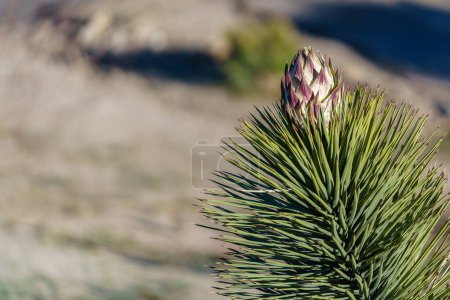 Photo for Flower Bud Bloom of a Joshua Tree (Yucca brevifolia) at Joshua Tree National Park in California, USA - Royalty Free Image