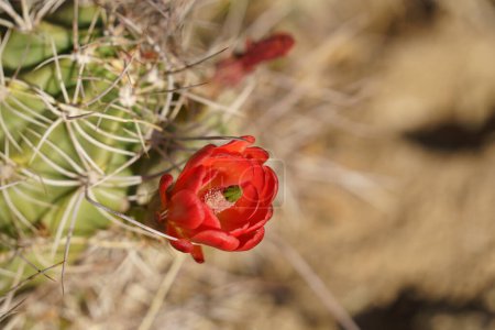 Photo for Red Kingcup cactus flower bloom claret cup mojave mound echinocereus triglochidiatus - Royalty Free Image