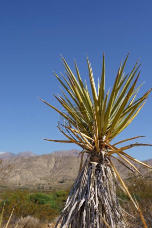 Photo for Mojave Yucca Plant in the Mojave Desert - Royalty Free Image
