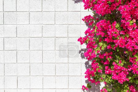 Photo for Pink Barbara Karst bougainvillea on a blank, white block wall background. - Royalty Free Image