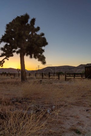 Photo for Joshua tree and sunset at a California desert ranch in Pioneertown with mountains in the background. - Royalty Free Image
