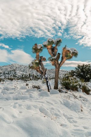 Photo for Snow on Joshua Tree and winter landscape in the desert - Royalty Free Image