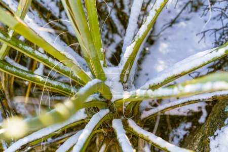 Photo for Snow on the leaves of a Mojave Yucca in the California Desert - Royalty Free Image