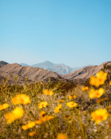 Photo for Yellow wildflowers at Mission Creek Preserve with mountains in the background at Desert Hot Springs, California - Royalty Free Image