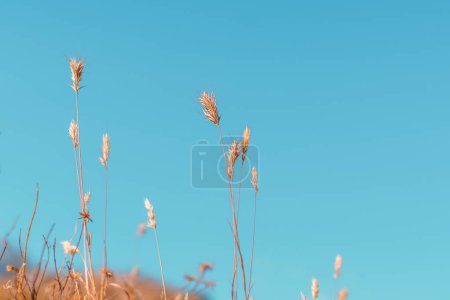 Photo for Desert wheatgrass or foxtail barley in front of a clear blue sky with copy space - Royalty Free Image