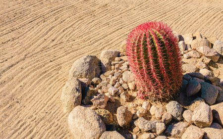 Photo for Red Mexican Fire Barrel Cactus surrounded by rocks in a landscaped desert yard in Joshua Tree, California. - Royalty Free Image