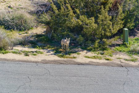 Photo for Coyote in a rural desert neighborhood by the street in Yucca Valley, California - Royalty Free Image
