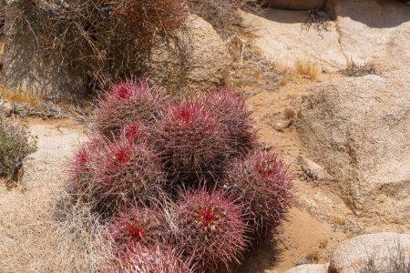 Photo for California Barrel Cactus Grouping - Ferocactus cylindraceus - Royalty Free Image