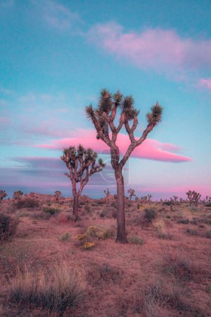 Photo for Joshua tree at sunset with pink clouds blue sky evening - Royalty Free Image